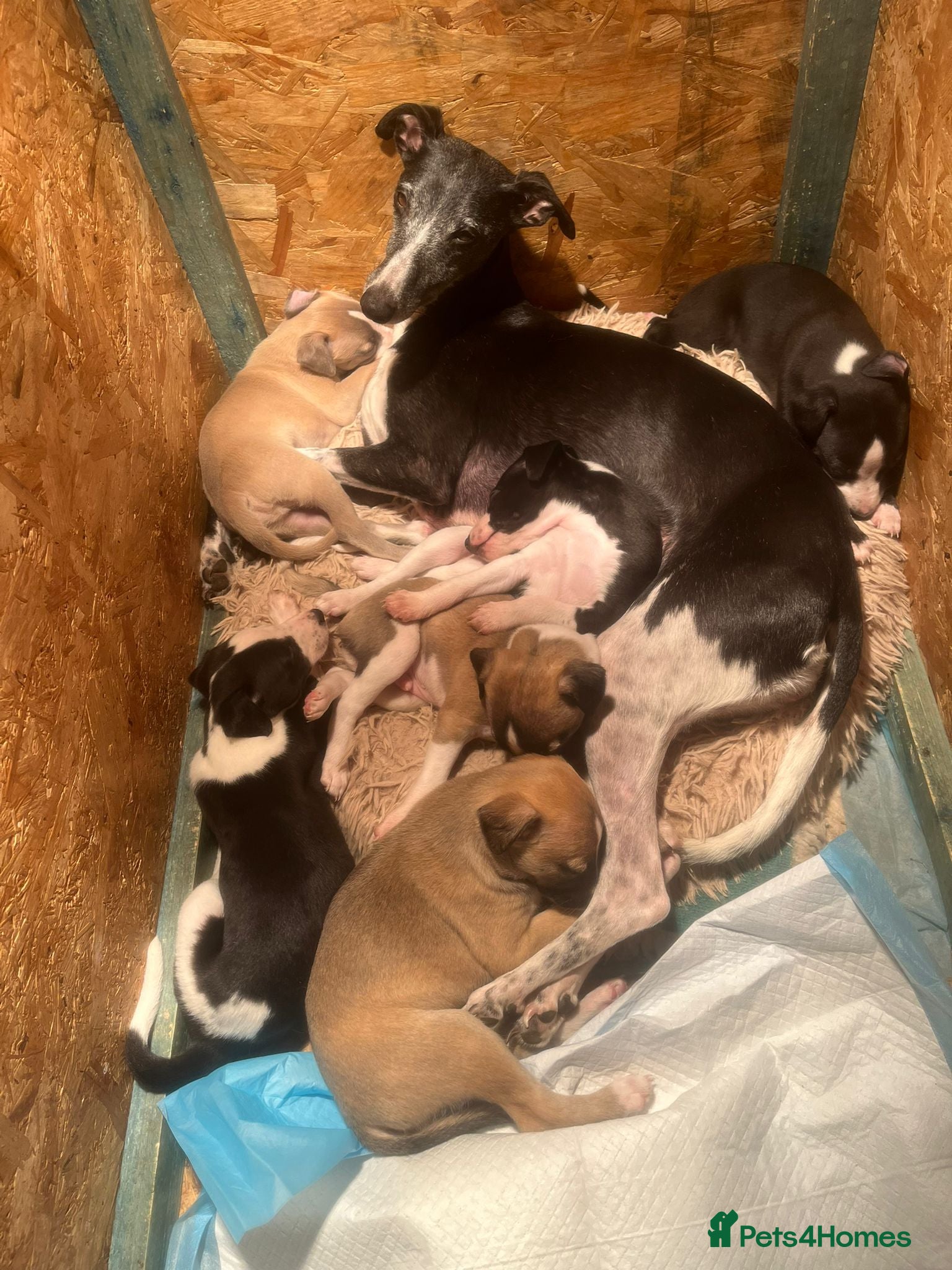 Whippet dogs Gorgeous whippet puppies  - Advert 2