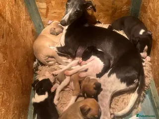 Whippet dogs Gorgeous whippet puppies - Advert 1