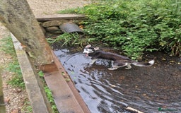 Siberian Husky dogs for sale: 1 year old husky in need of rehome  - Image 4