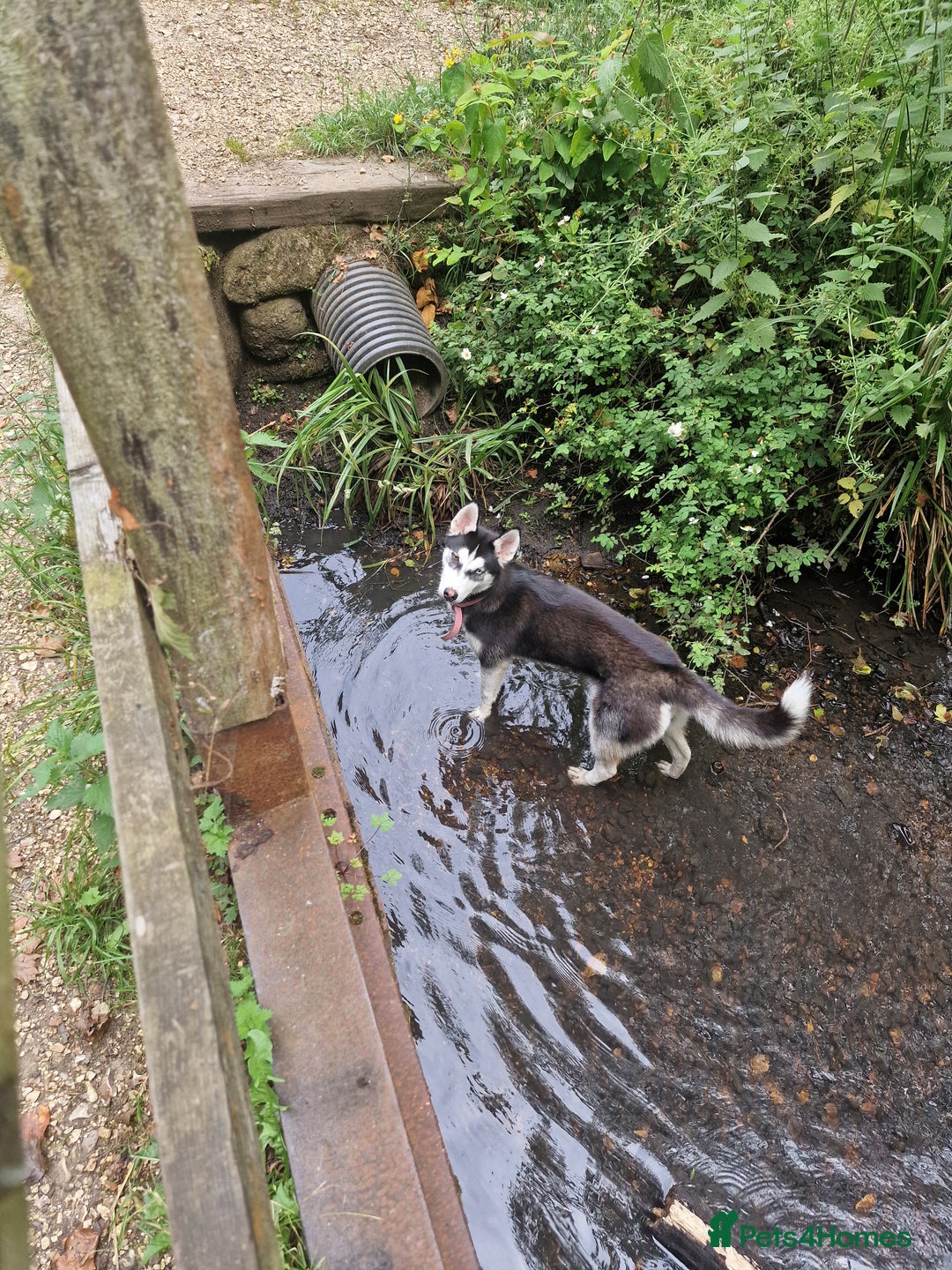 Siberian Husky dogs for sale: 1 year old husky in need of rehome  - Image 4