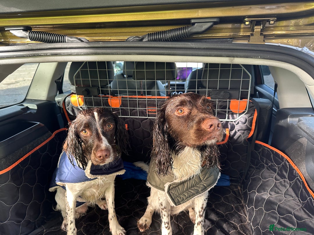 English Springer Spaniel dogs for sale: KC registered Springer Spainel  - Advert 4
