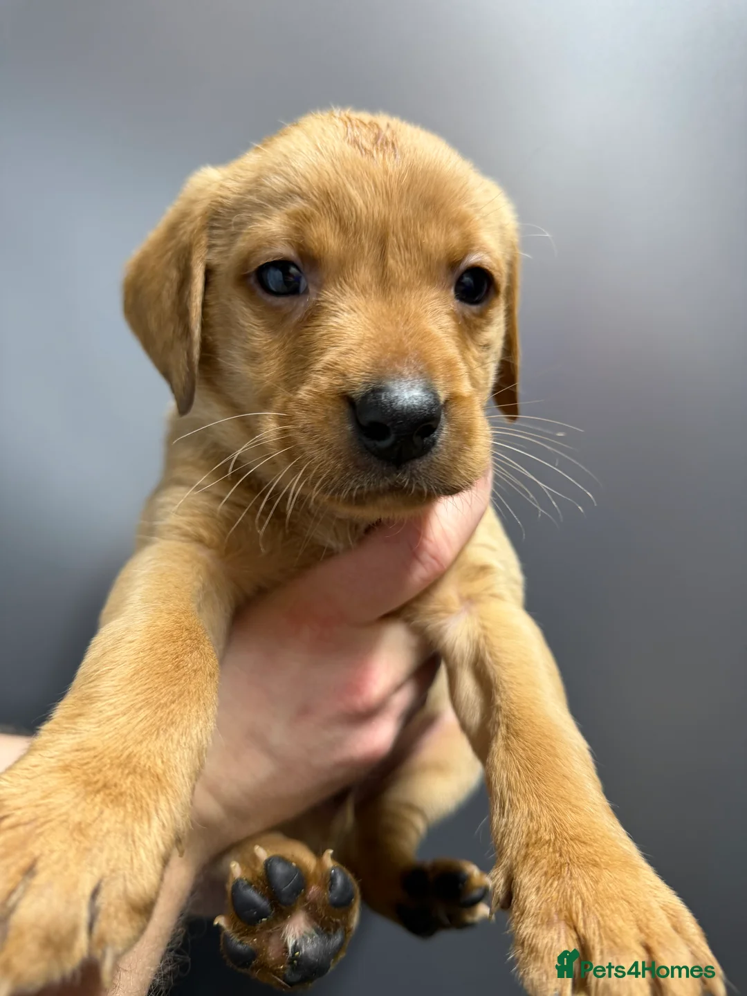 Labrador Retriever dogs for sale: KC Reg Labrador Puppies (mix of Red/blonde) - Advert 17