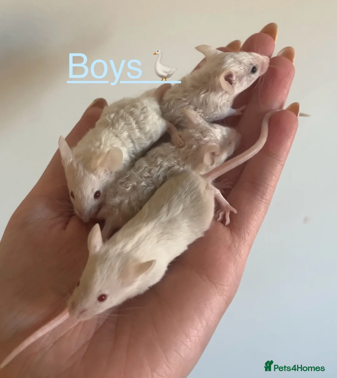 Mouse rodents for sale: Baby Texel Mice - Advert 2