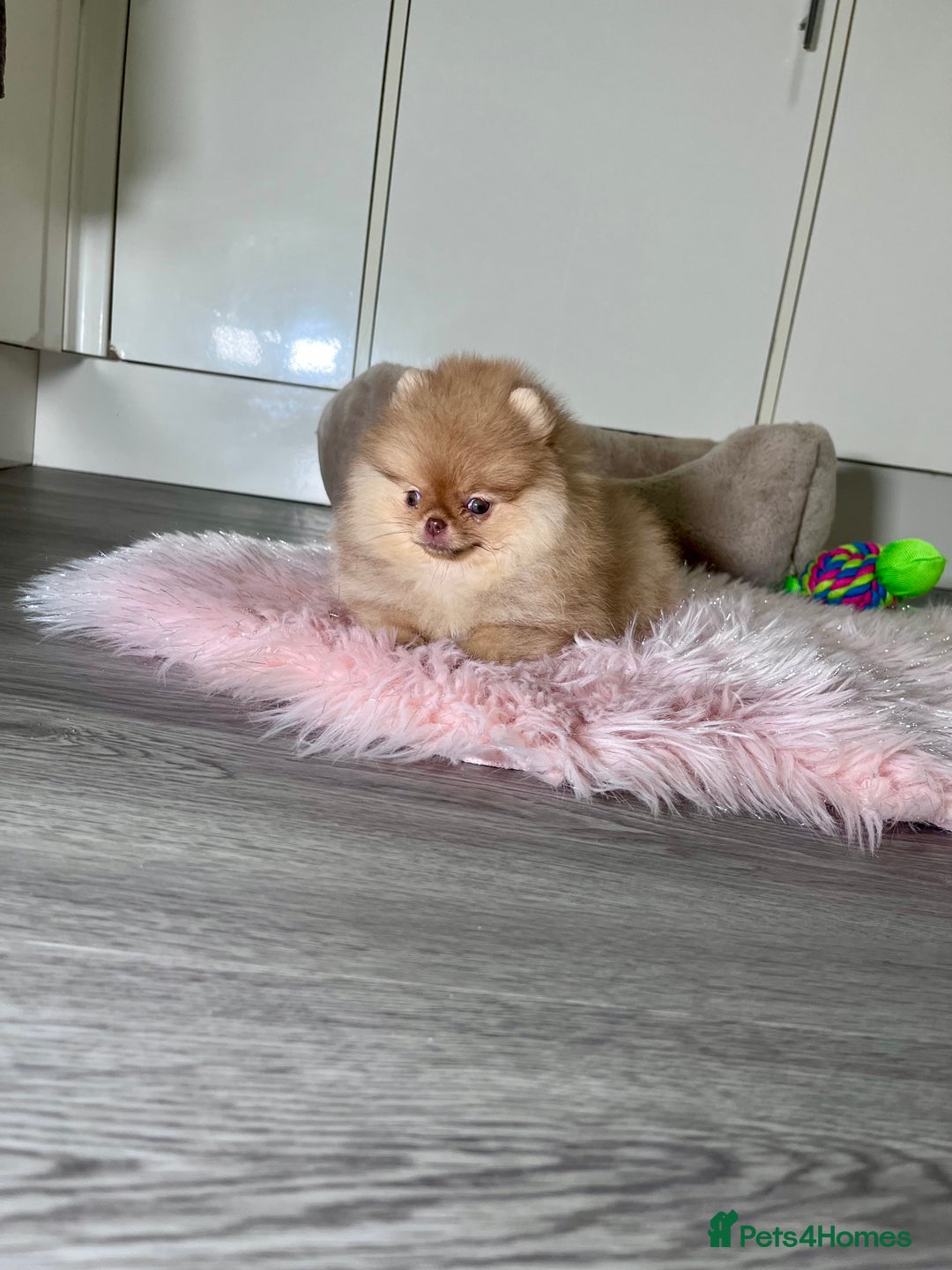 Pomeranian dogs for sale: 🐻Green eyed👁️Top Quality🔥 - Advert 3