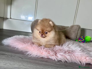 Pomeranian dogs 🐻Green eyed👁️Top Quality🔥 - Advert 2