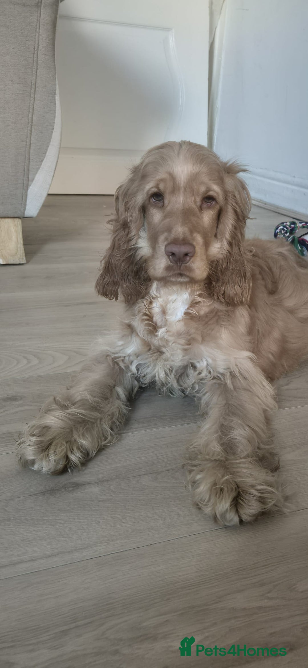 Cocker Spaniel dogs for sale: Cocker spaniel - Advert 1