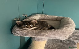 Ragdoll cats for sale: Ragdoll Cross Kittens – £300 each - Image 5