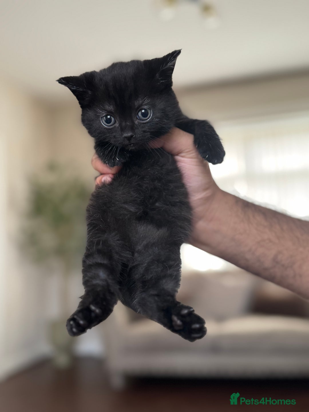 Mixed Breed cats for sale: Beautiful Kittens Available – Loving Homes Wanted - Advert 6