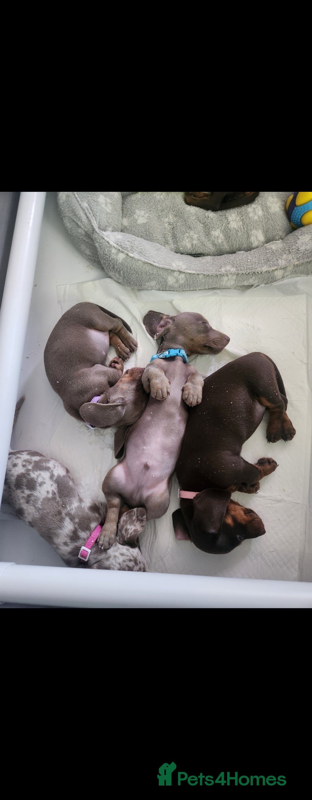 Miniature Dachshund dogs for sale: 🩷1 PETITE BABY LEFT💜READY TODAY HAD BOTH JABS 🩷 in Chorley - Image 40