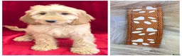 Cockapoo dogs for sale: Stunning F1 Cockapoos - Advert 6