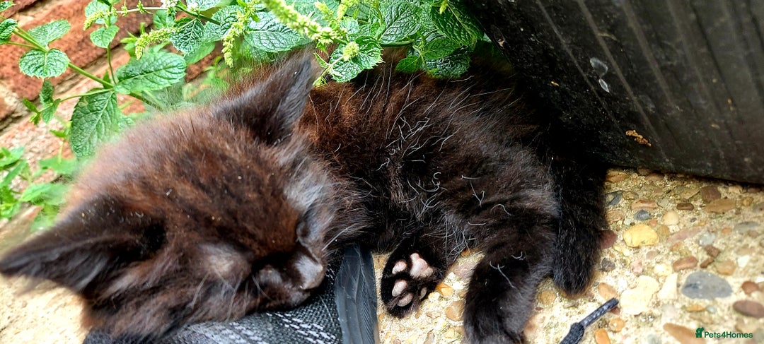 York Chocolate cats for sale: Green-eyed kittens , - Image 4