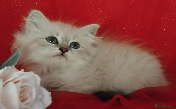 Siberian cats - Advert 1