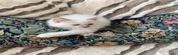 Ragdoll cats for sale: Gccf Anne Baker lines champion Ragdoll kittens  - Advert 19