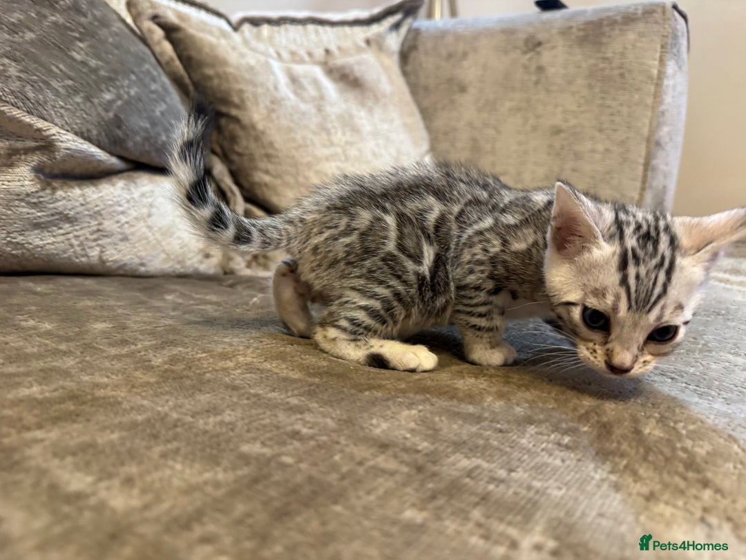 Bengal cats for sale: Exceptional TICA Registered Bengals- Champion Line - Advert 23