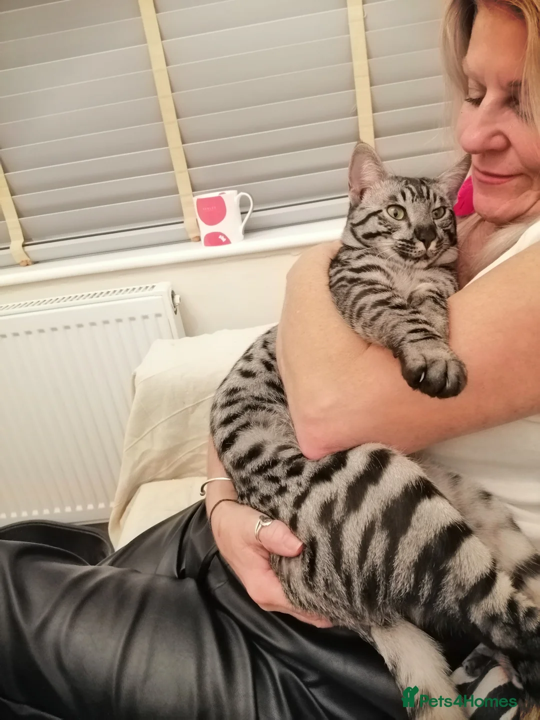 Savannah cats for stud:  silver spotted in Wickford - Advert 7
