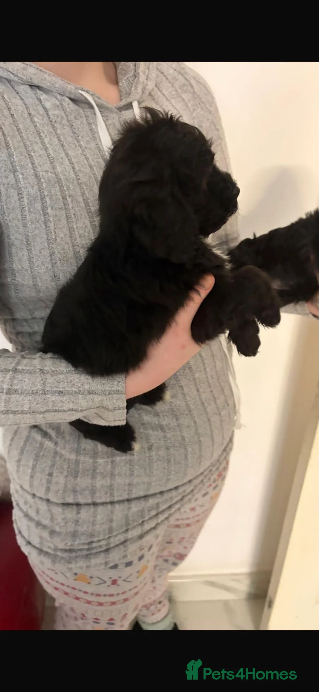 Shihpoo dogs for sale: Toy Shihpoo Mix Litter - Advert 7