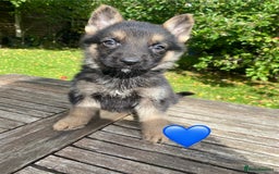 German Shepherd dogs for sale: Chunky Farm bred GSD pups ready now. - Image 5