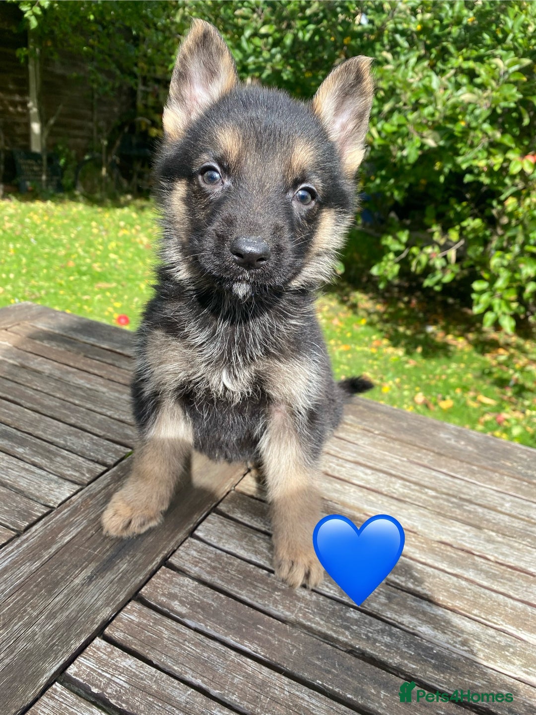German Shepherd dogs for sale: Chunky Farm bred GSD pups ready now. - Image 5