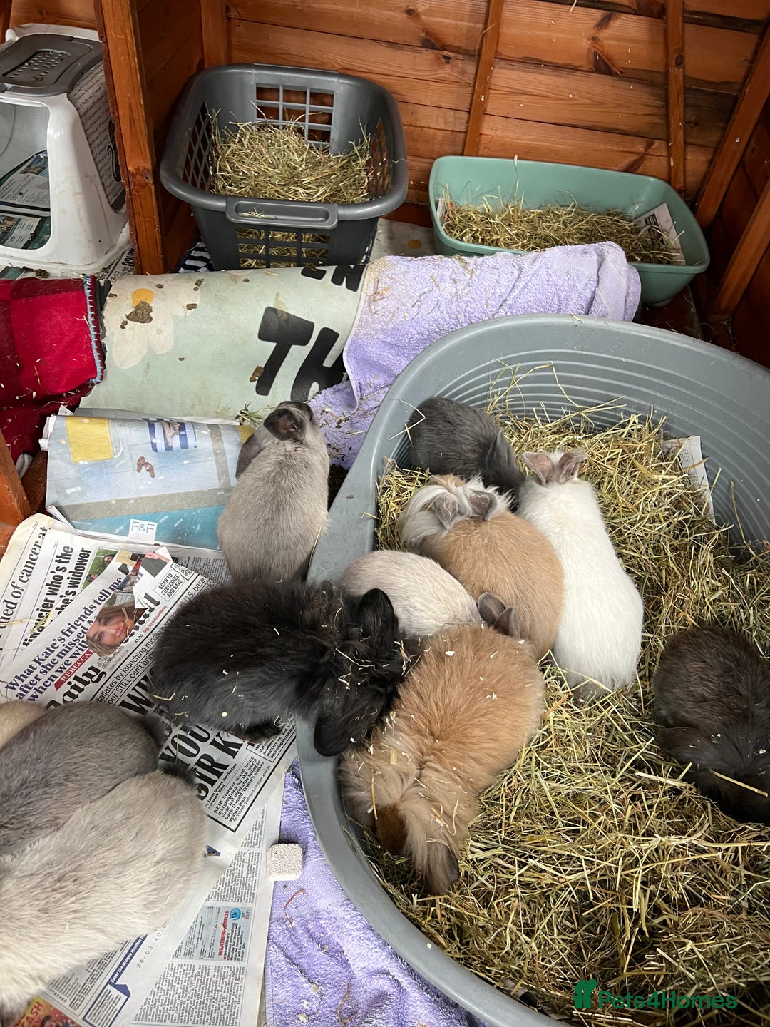 Mini Lop rabbits for sale: Mix of loo , lionhead  - Image 4