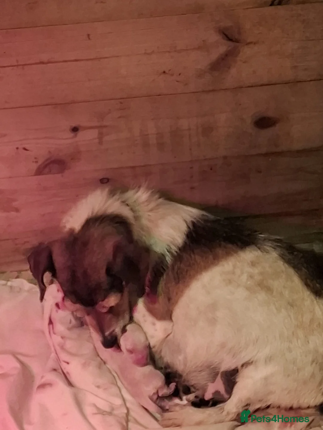 Jackapoo dogs for sale: Jackapoo puppies for sale - Advert 9