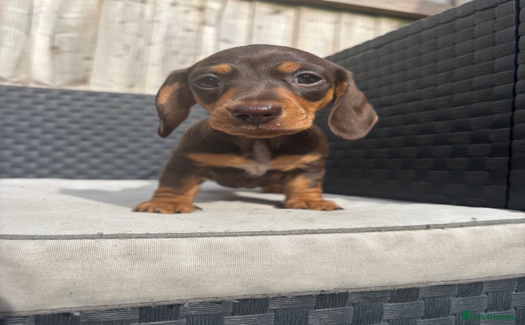 Miniature Dachshund dogs - Advert 3