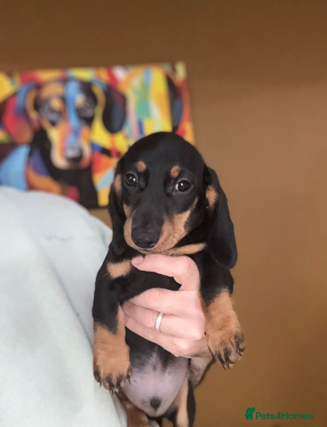 Miniature Dachshund dogs for sale: 🩷Stunning KC Mini Dachshund Puppies READY NOW  - Image 9