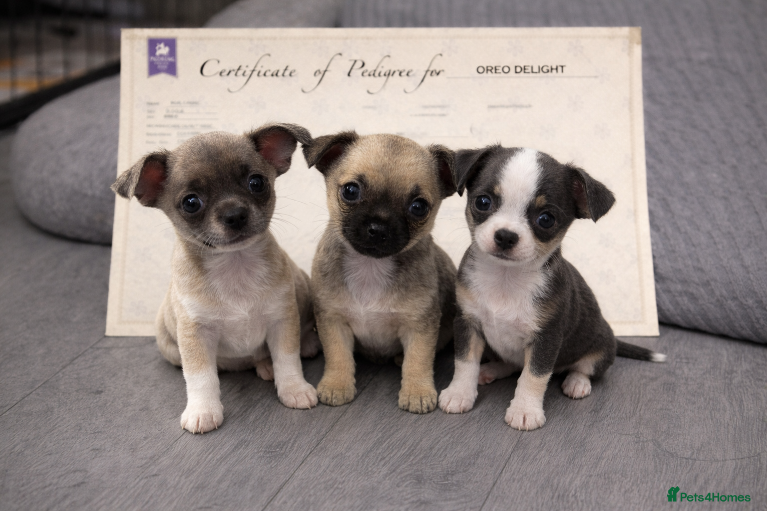 Chihuahua dogs Full pedigree Chihuahua puppies - Advert 4