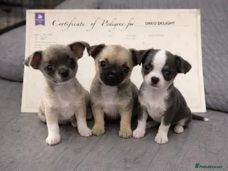 Chihuahua dogs Full pedigree Chihuahua puppies - Advert 4