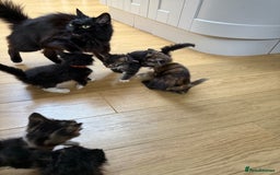 Mixed Breed cats for sale: Mixes breed kittens for sale  - Image 4