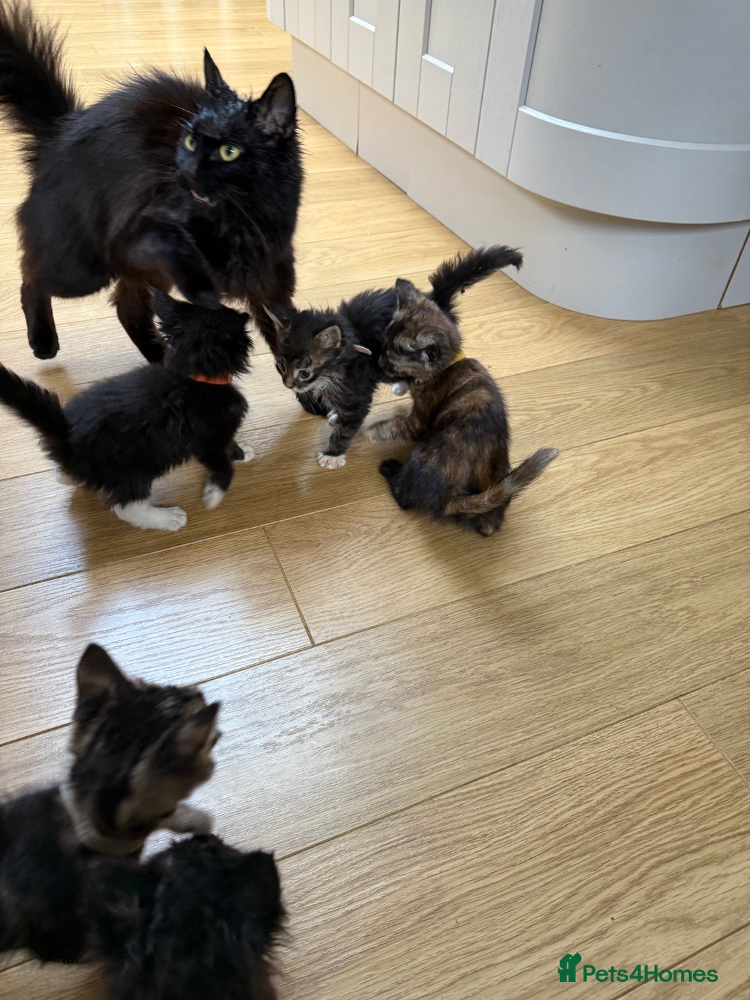 Mixed Breed cats for sale: Mixes breed kittens for sale  - Image 4