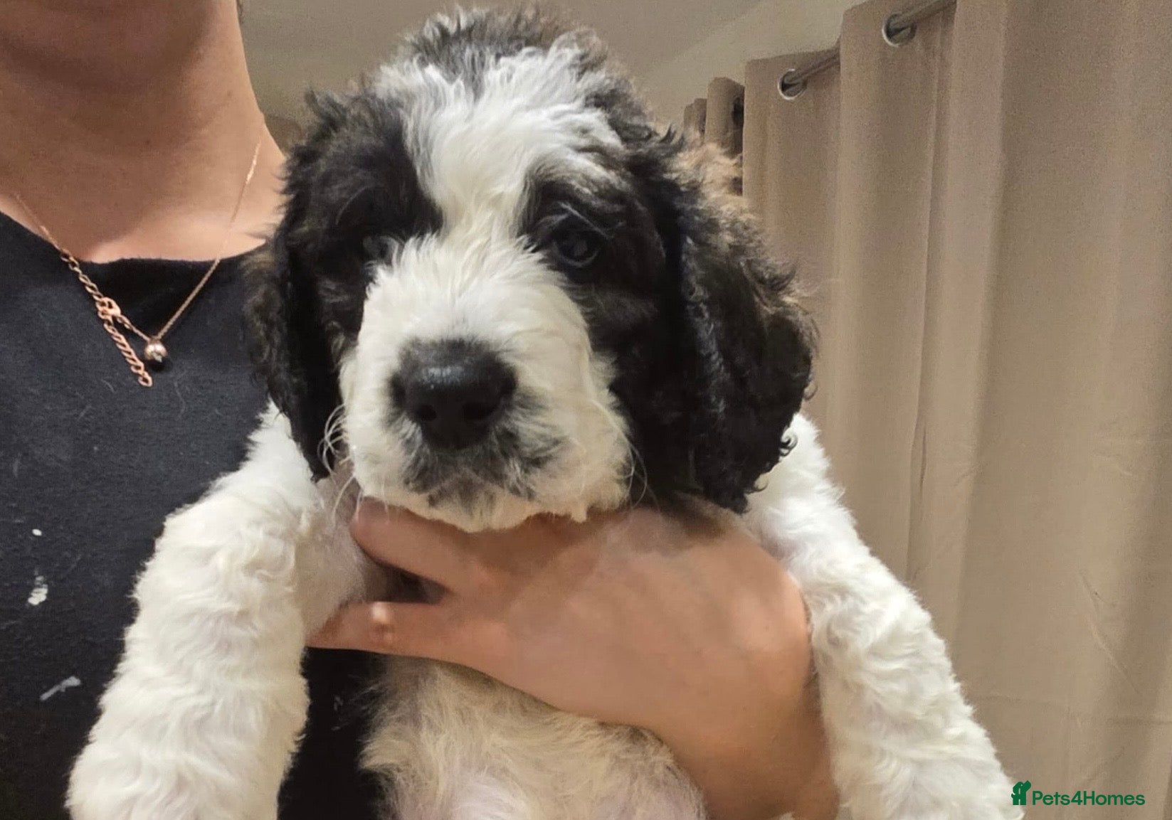 Mixed Breed dogs Stunning St Berdoodle Puppies 🐾 - Advert 1