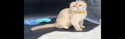 Scottish Fold cats for sale: Scottish Fold Kittens with TICA Registration - Advert 22