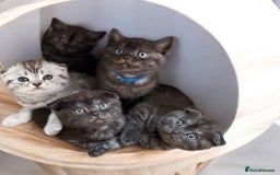 Scottish Fold cats for sale: 5 Full Pedigree Scottish Fold/Straight Kitens - Image 1