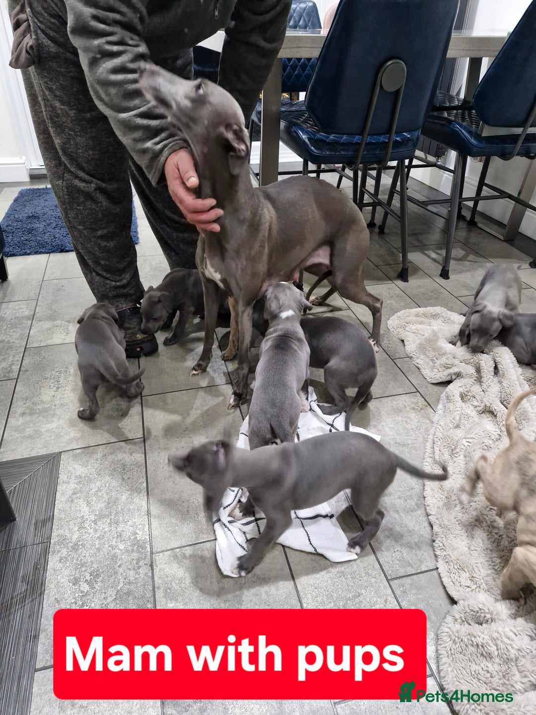 Whippet dogs for sale: KC Reg Whippet Puppies for sale  - Advert 19