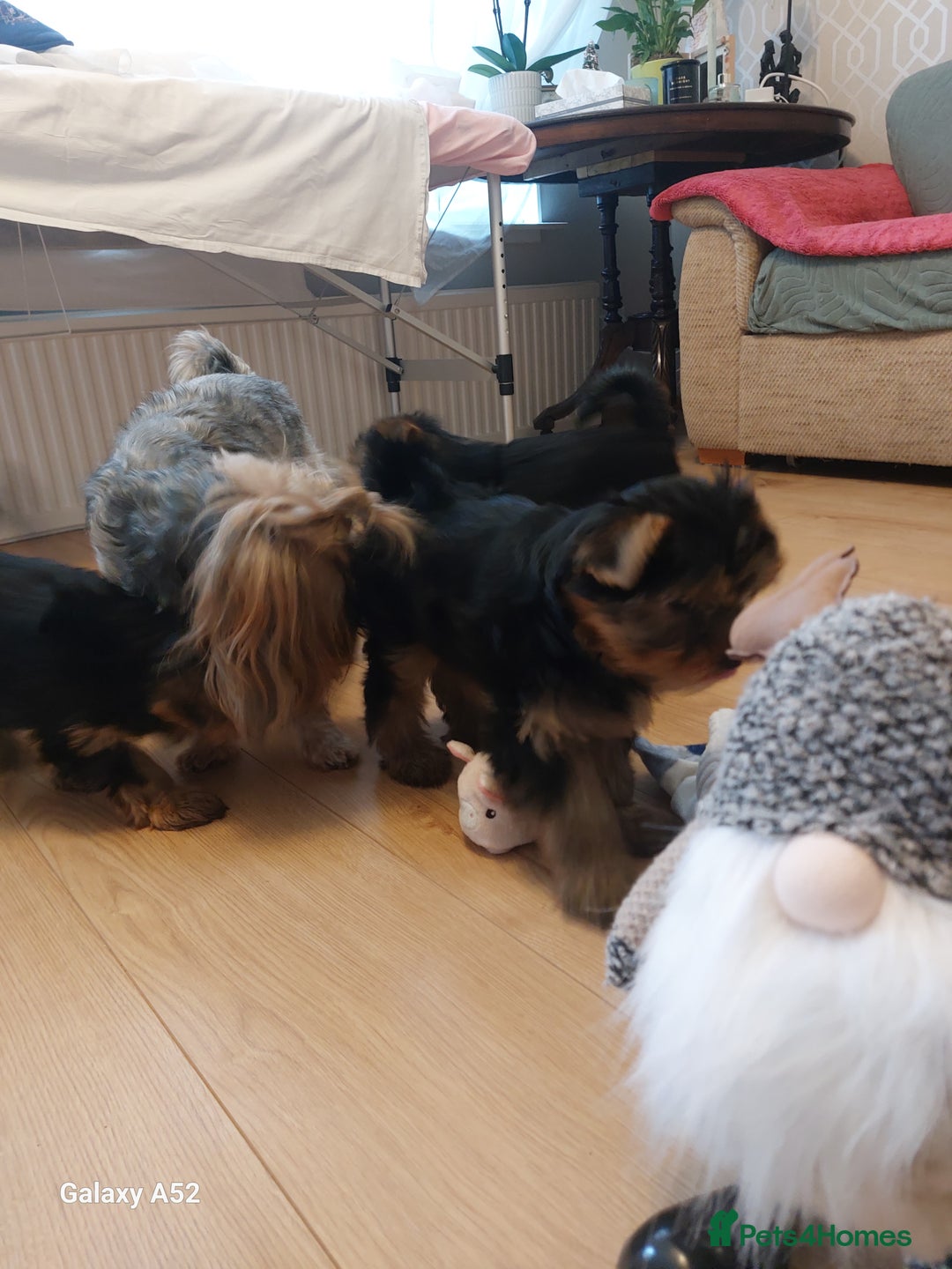 Yorkshire Terrier dogs for sale: Yorkshire Terrier Puppies (2 left) - Advert 32