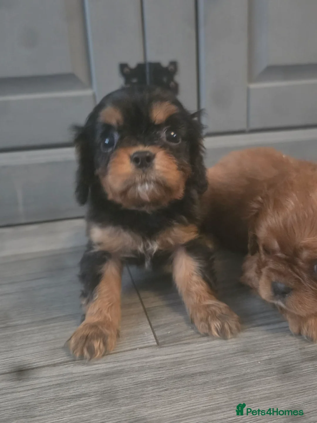 Cavalier King Charles Spaniel dogs for sale: Cavalier puppy’s for sale  - Advert 2