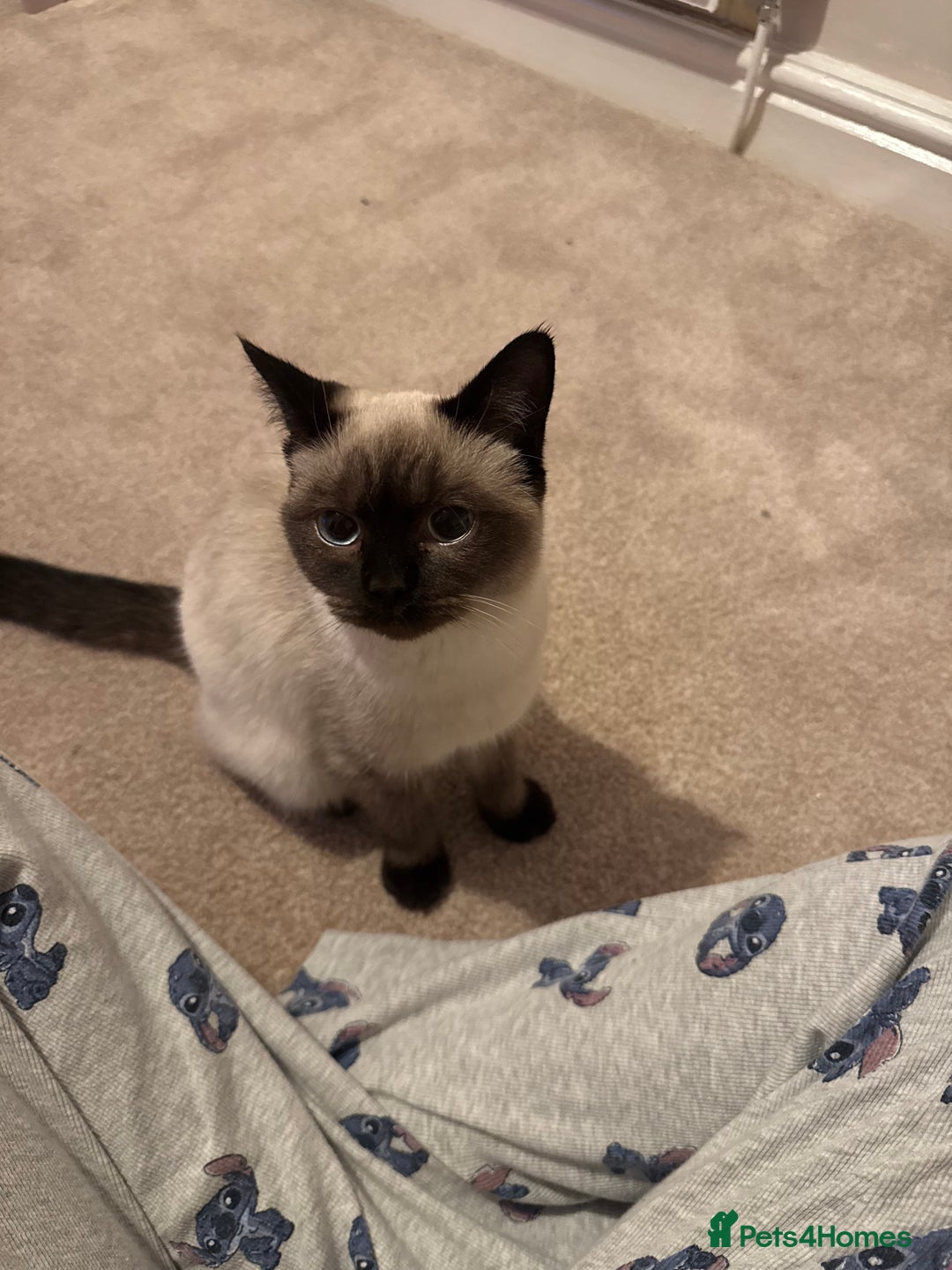 Mixed Breed cats for sale: Blue-Eyed Ragdoll x British Shorthair Kitten - Advert 3