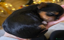 Yorkshire Terrier dogs for sale: Miniature yorkshire terrier puppy - Advert 14