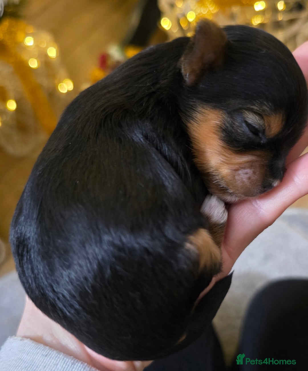 Yorkshire Terrier dogs for sale: Miniature yorkshire terrier puppy - Advert 14