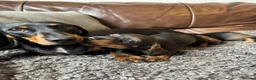 Dachshund dogs for sale: Irresistible miniature Dachshunds  in Malpas - Advert 10
