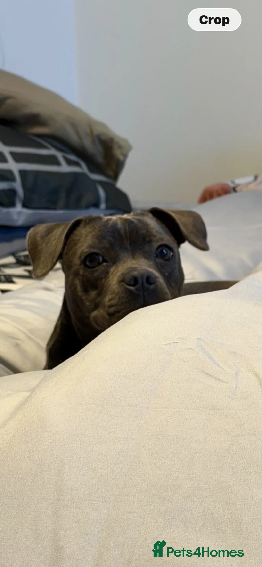 Staffordshire Bull Terrier dogs for sale: Blue/White 7 month old Staffordshire Bull Terrier - Advert 2