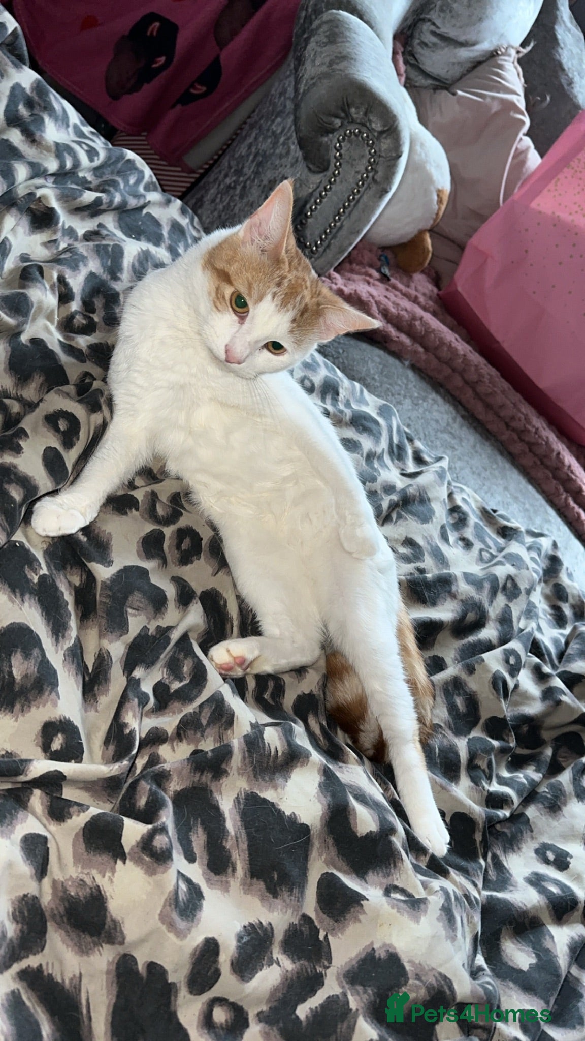 Domestic Shorthair cats Pancake/ Hunter  - Advert 3
