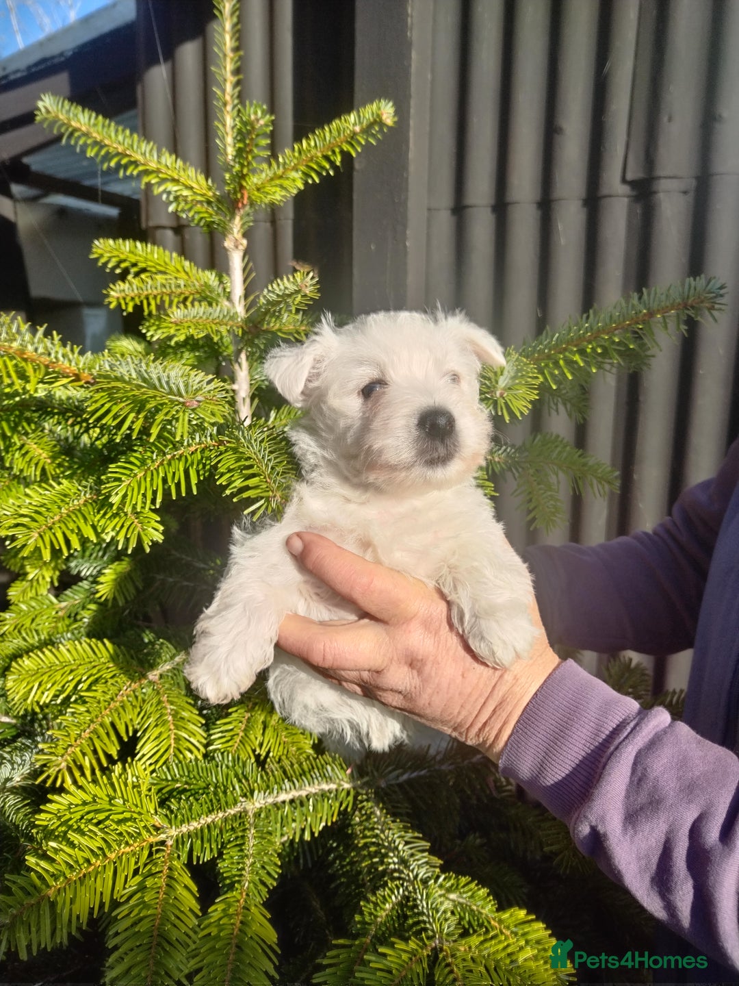 West Highland Terrier dogs for sale: Beautiful kc westie pups - Advert 3