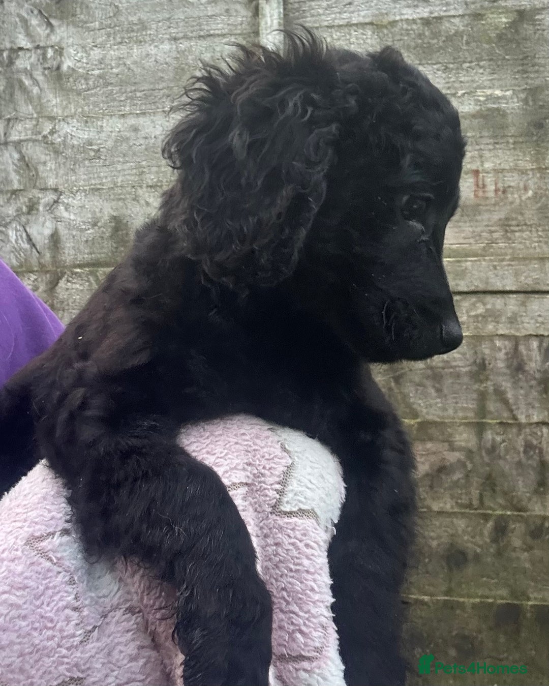 Cockapoo dogs for sale: F2B Cockapoo Puppies - Image 10