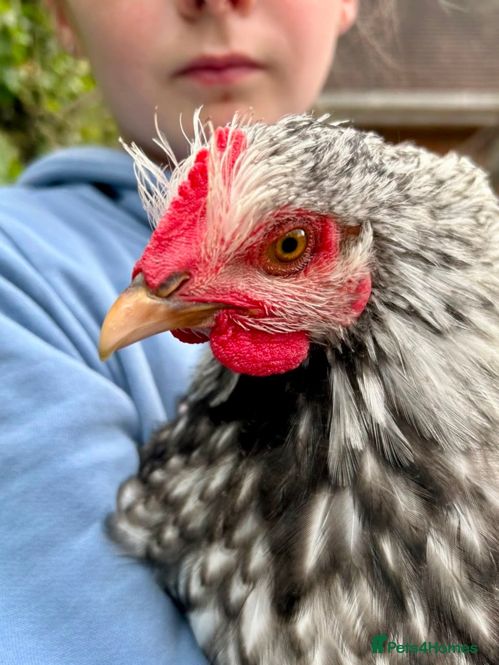 Chickens poultry Gorgeous Silver Laced Orpington cockerel - Advert 2