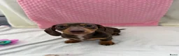 Miniature Dachshund dogs for sale: Miniature dachshund puppies in Largs - Advert 19