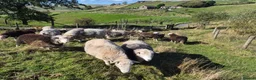 Sheep livestock for sale: Herd of Beautiful Herdwick Sheep - Advert 14