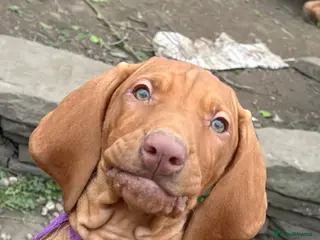 Hungarian Vizsla dogs Beautiful Hungarian Vizsla Puppies-Family Raised - Advert 1