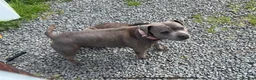 Staffordshire Bull Terrier dogs for sale: KC Registered Staffy Puppy (Last Girl!) - Advert 3