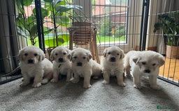 Golden Retriever dogs for sale: 2 female Golden Retrievers puppies - Image 1